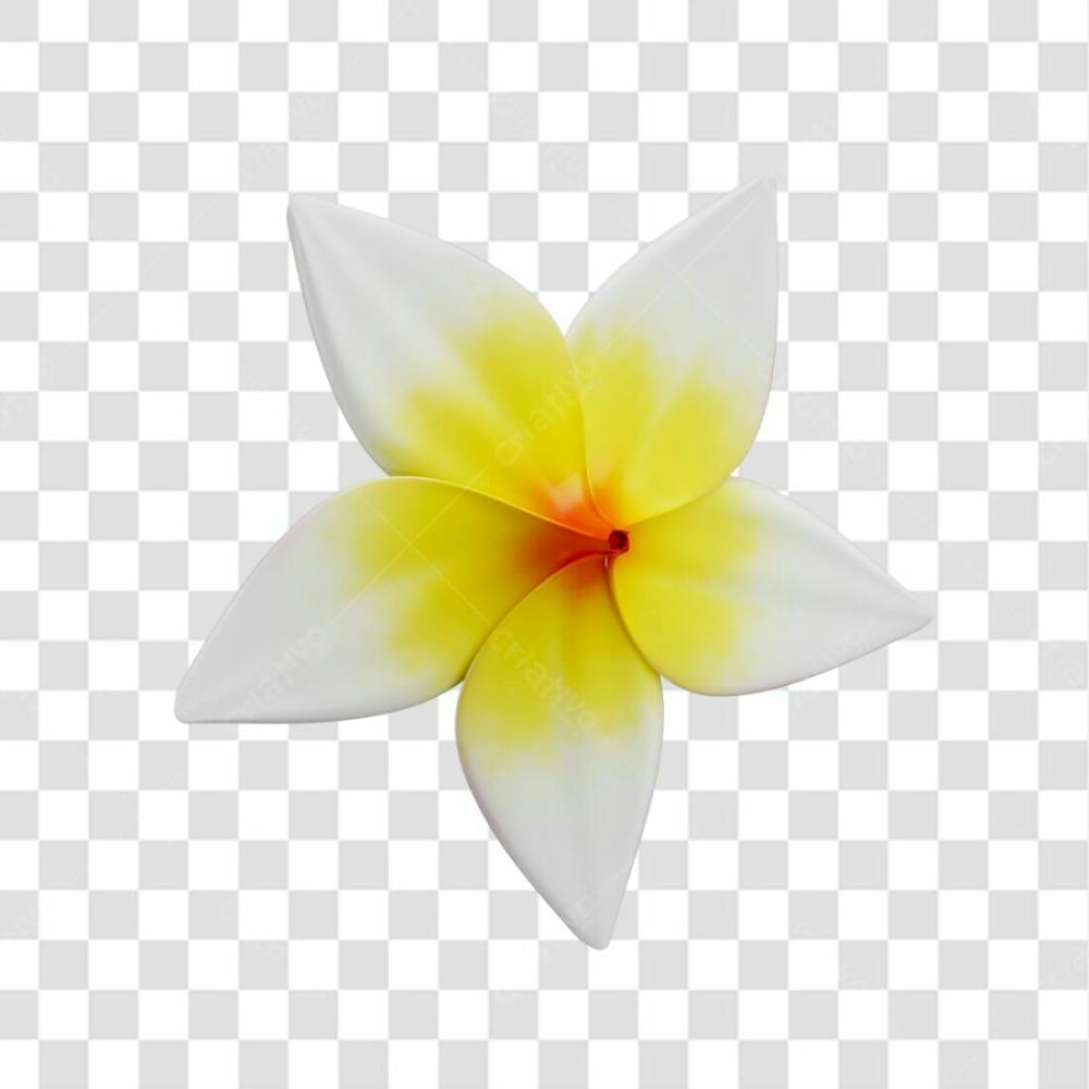 Asset 3D Flor Tropical Plumeria Flor Verão Dia Das Mães Dia Da Mulher Com Fundo Transparente (7)