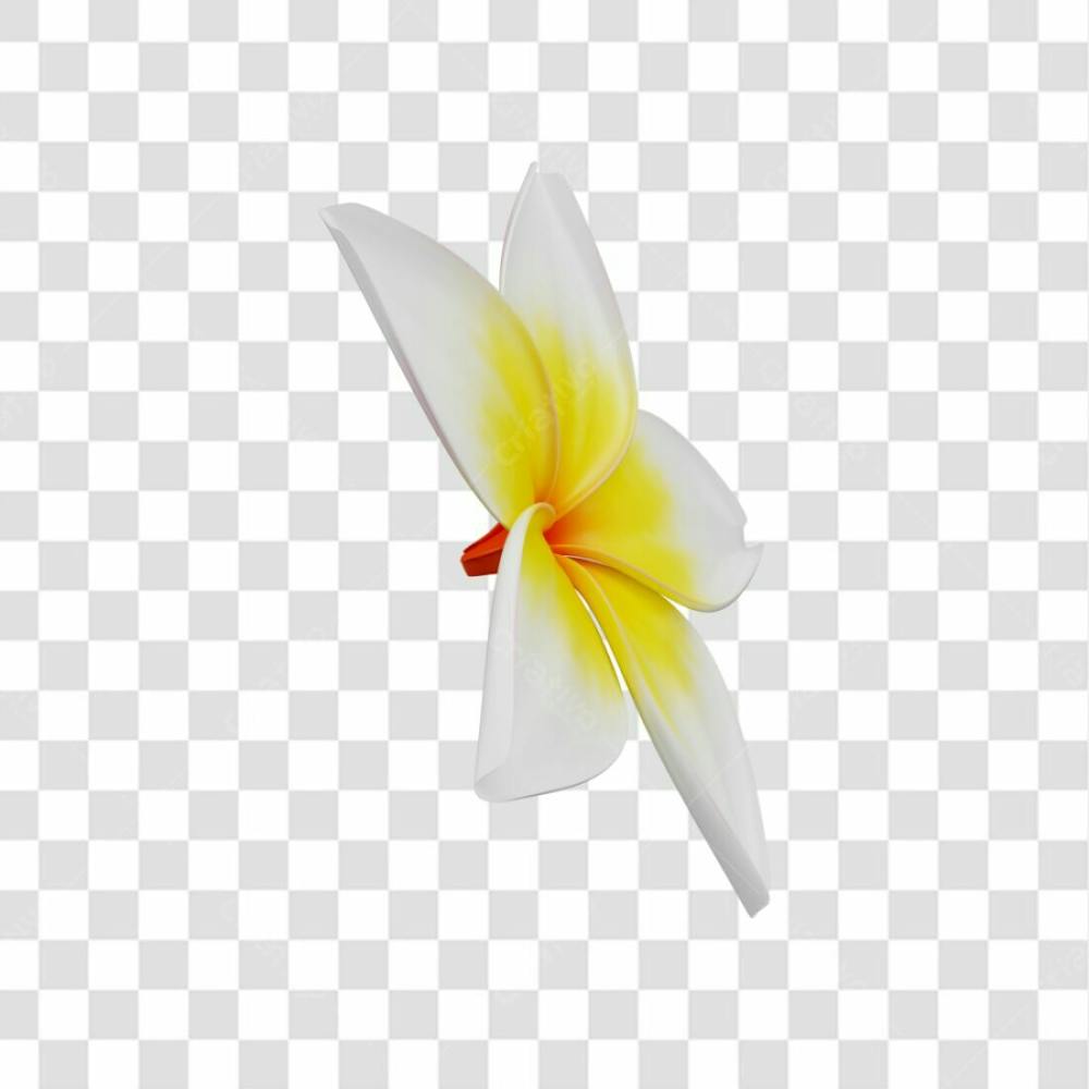 Asset 3D Flor Tropical Plumeria Flor Verão Dia Das Mães Dia Da Mulher Com Fundo Transparente (5)