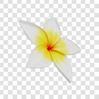 Asset 3d flor tropical plumeria flor verão dia das mães dia da mulher com fundo transparente