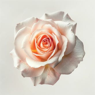 Flor rosa branca