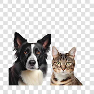 Cachorro e gato png transparente