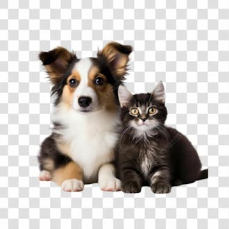 Cachorro e gato png transparente