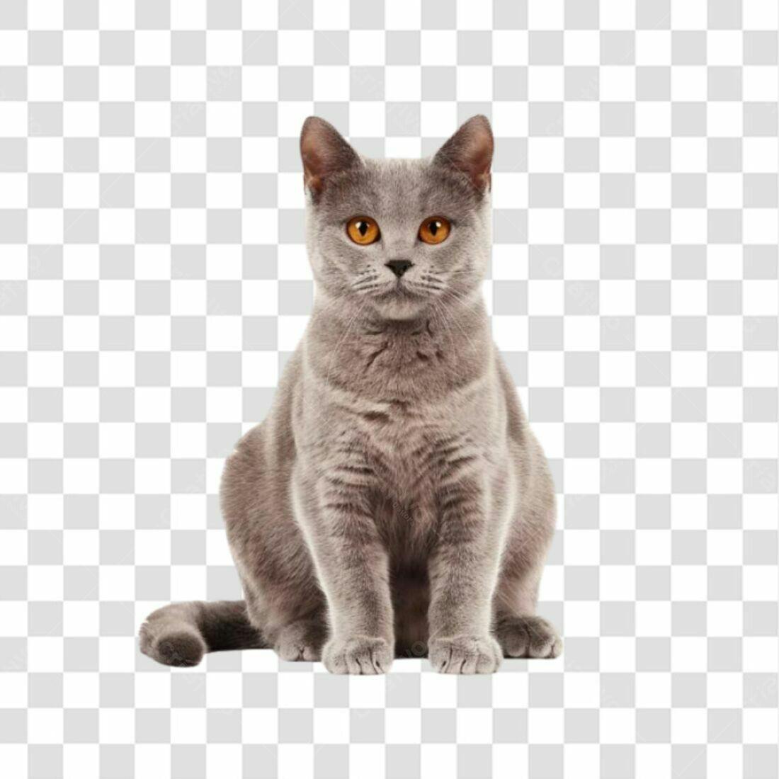 Icone Gato Cinza PNG com fundo transparente
