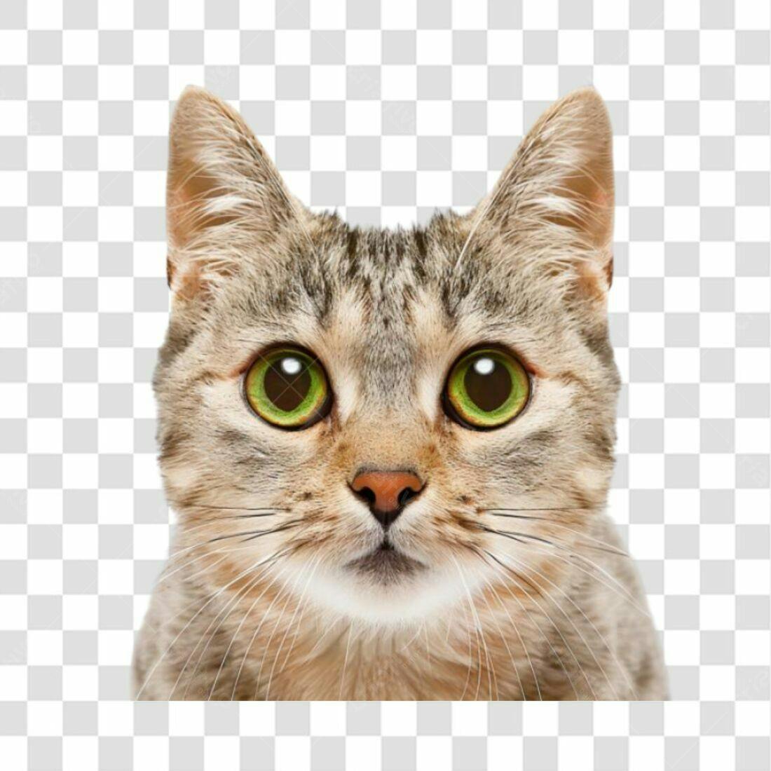 Icone Gato Olhos Verdes PNG com fundo transparente