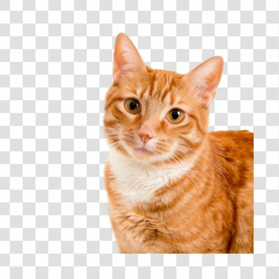 Icone Gato Laranja PNG com fundo transparente