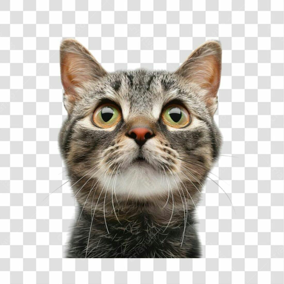 Icone Gato Olhos Grandes PNG com fundo transparente