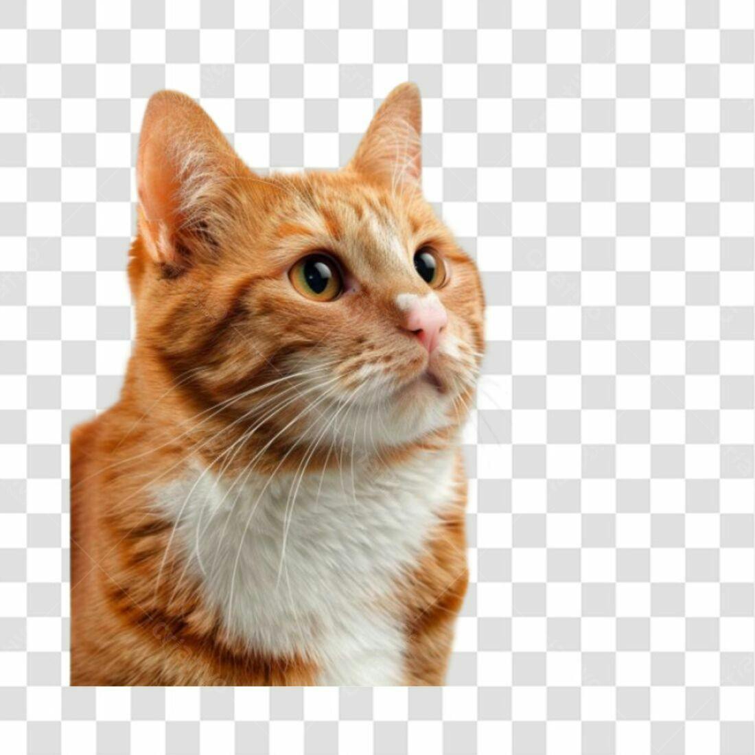 Icone Gato Laranja PNG com fundo transparente