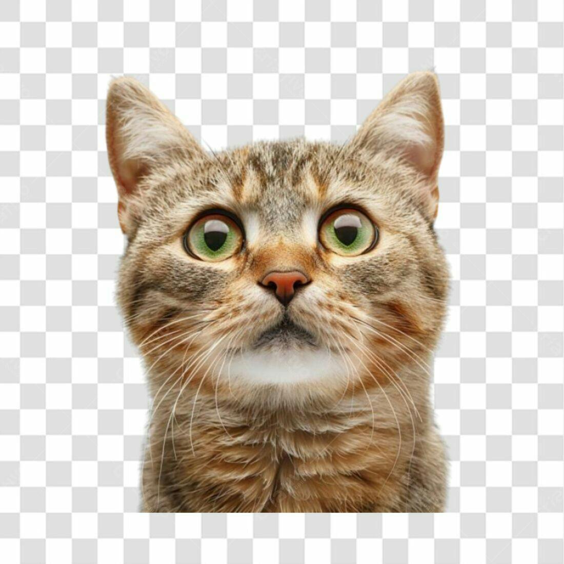 Icone Gato Olhos Grandes PNG com fundo transparente