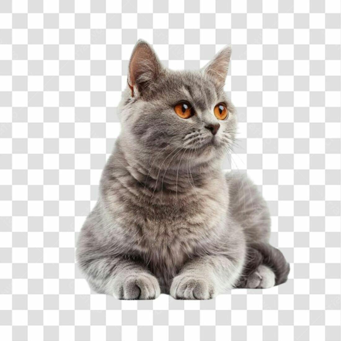 Imagem Gato Cinza PNG com fundo transparente