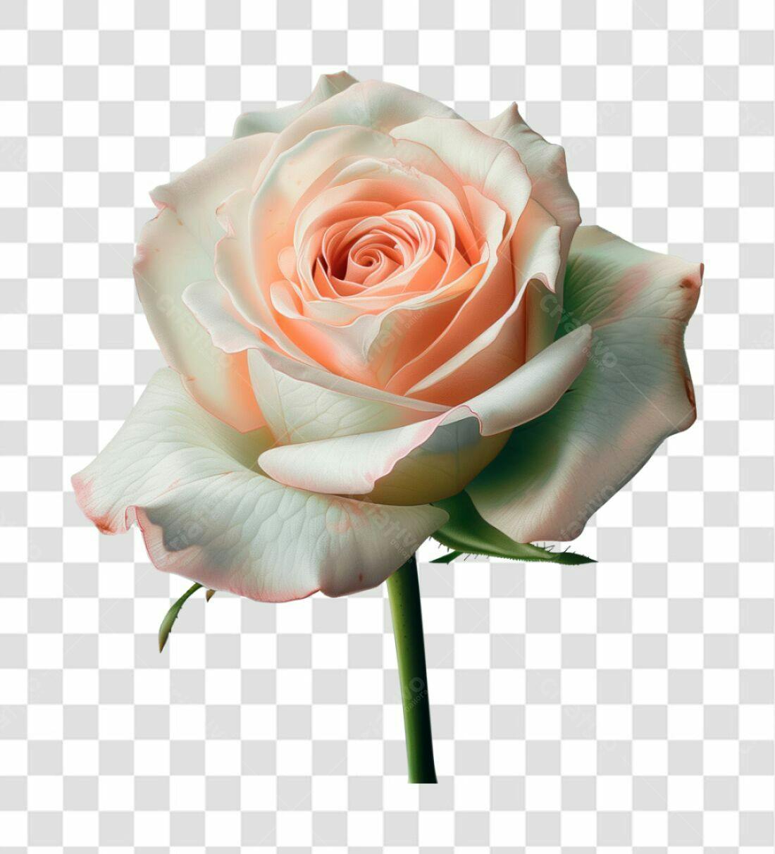 Icone Rosa Peach Dia dos Namorados PNG com fundo transparente