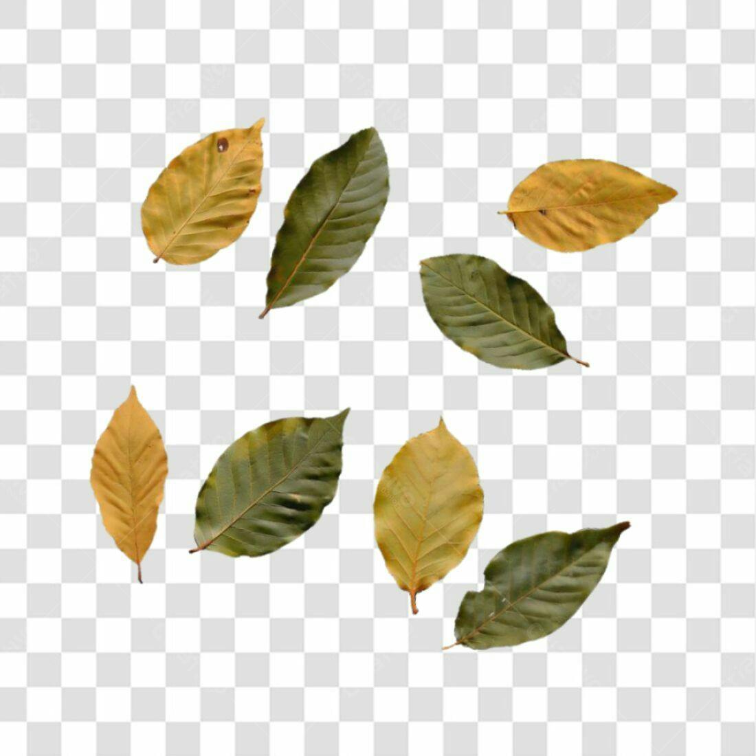 Icones Outono Folhas PNG com fundo transparente