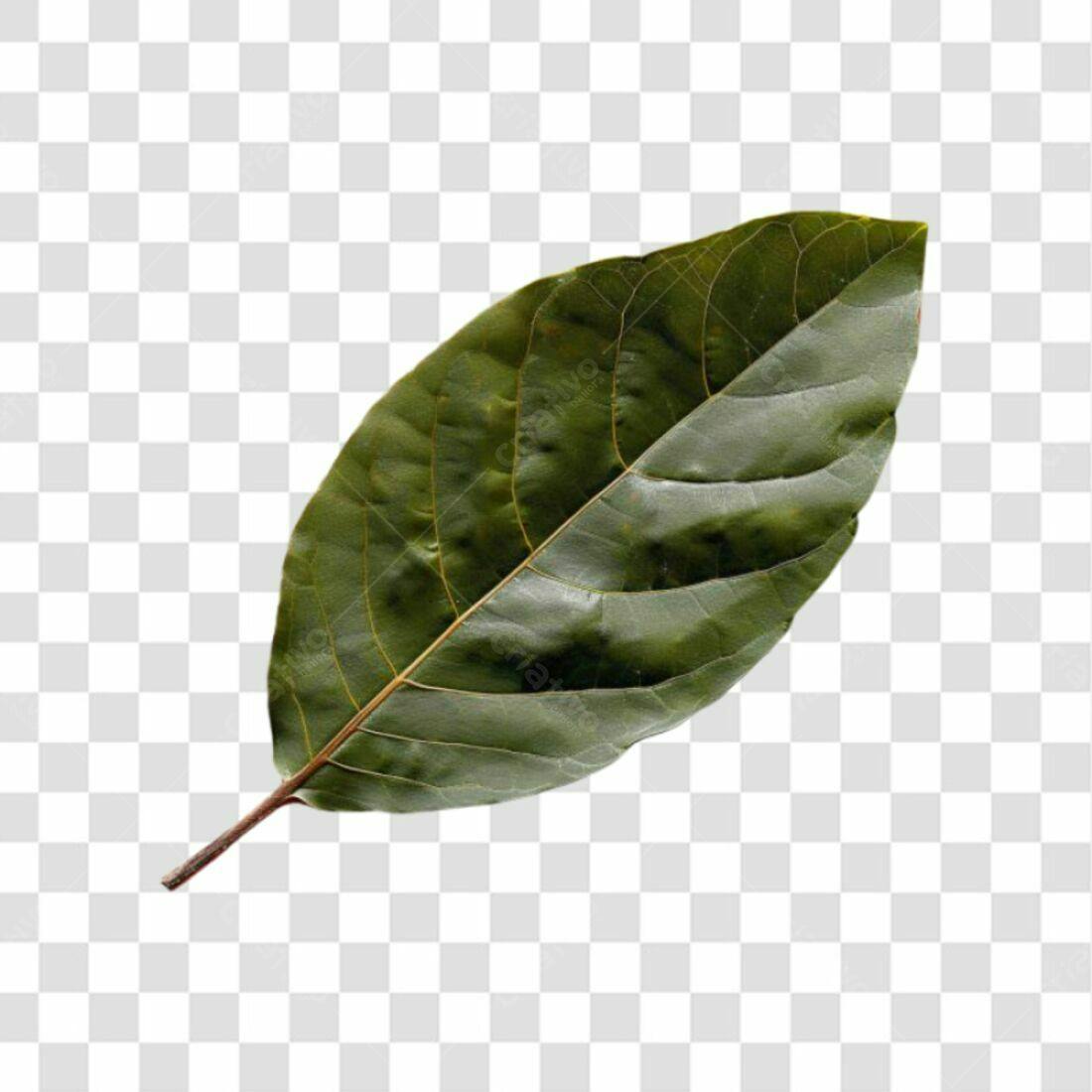 Icone Folha Verde PNG com fundo transparente
