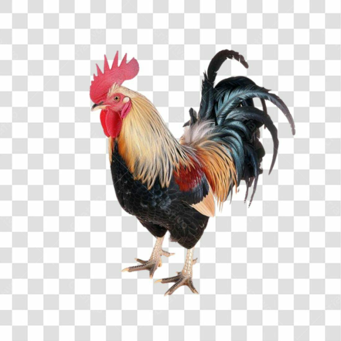 Icone Galo PNG com fundo transparente