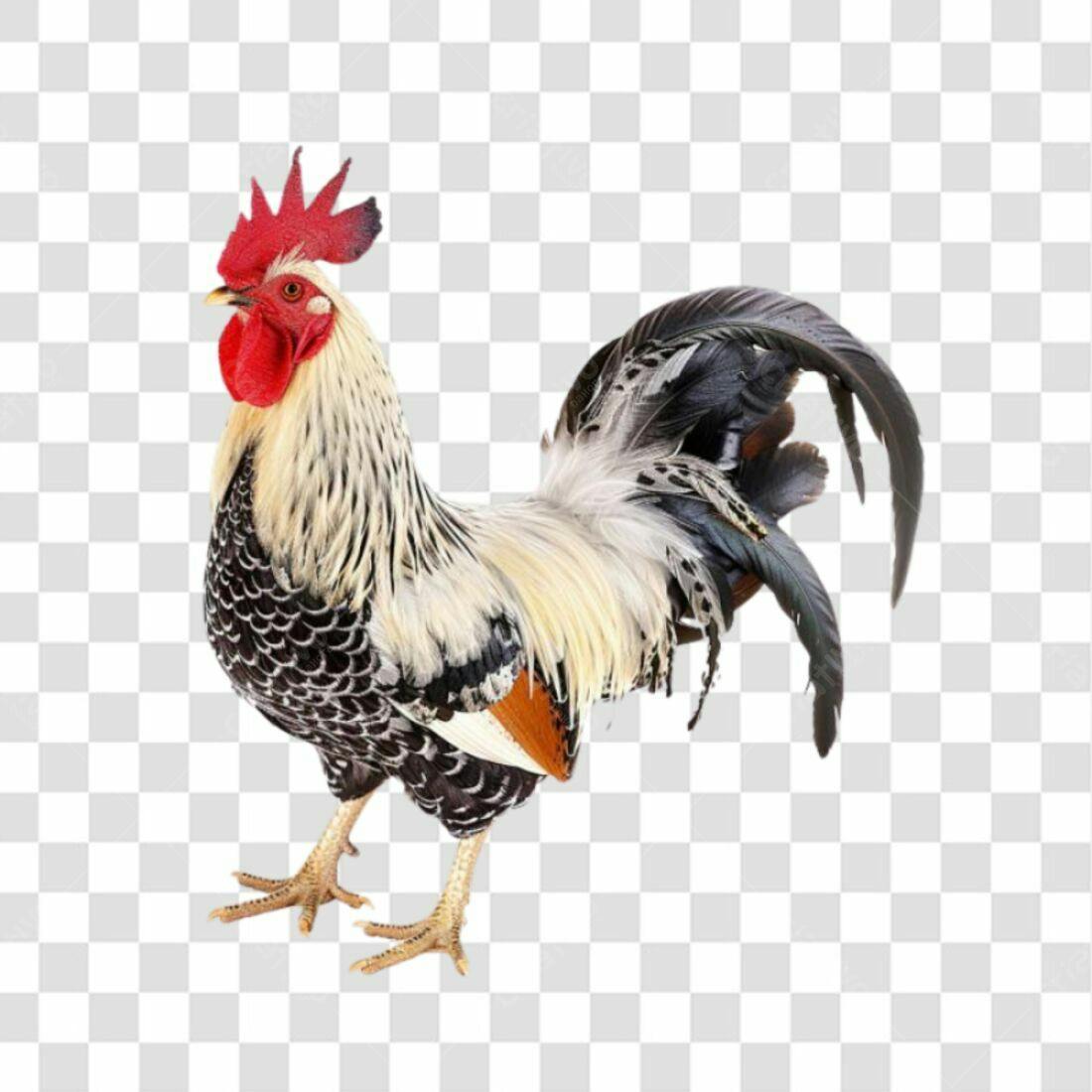 Icone Galo PNG com fundo transparente