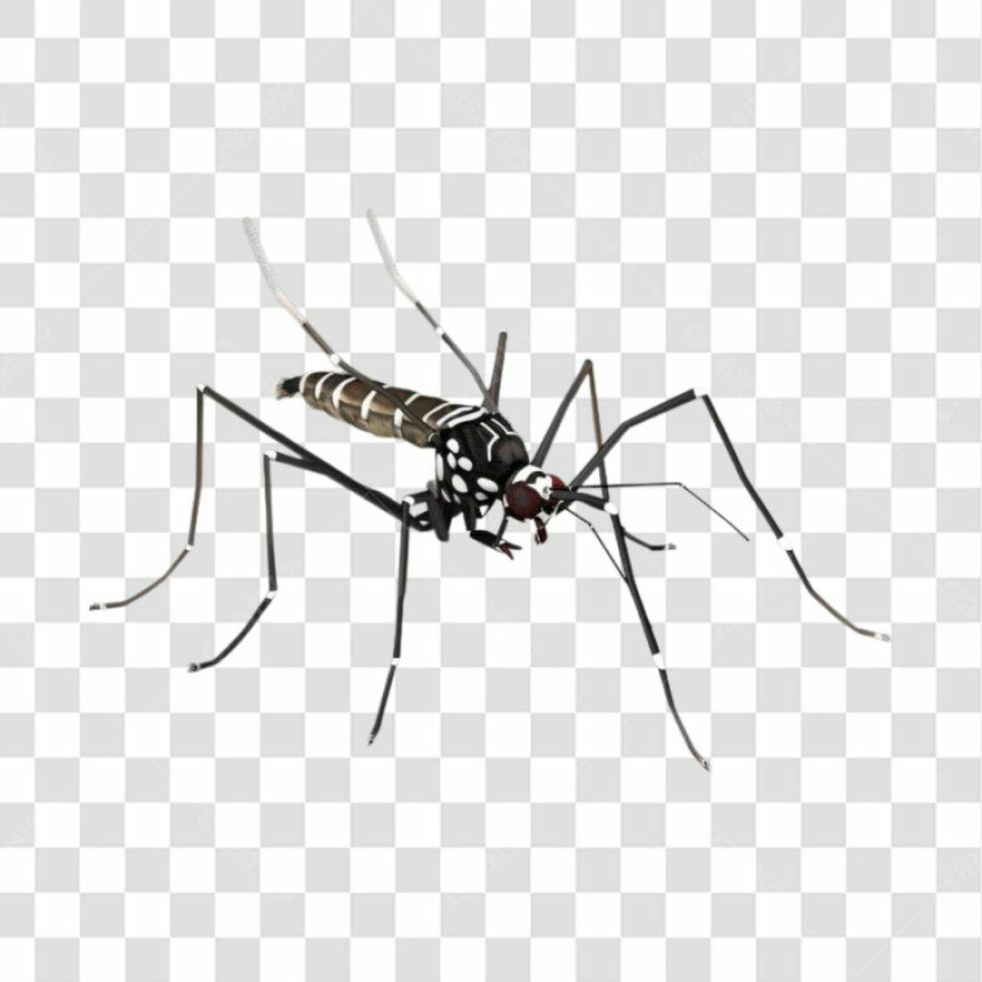 Icone Mosquito Aedes Aegypti PNG com fundo transparente