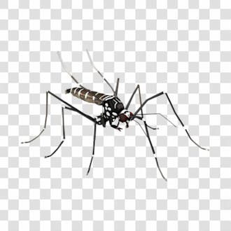 Mosquito da dengue png transparente