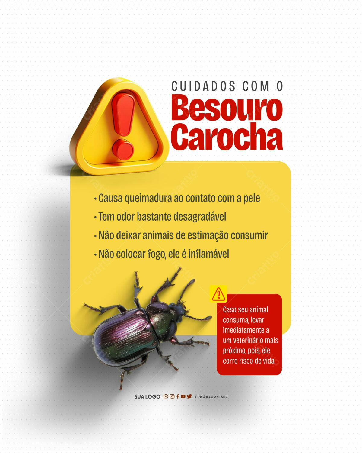 Flyer informativo Besouro Carocha PSD Editável