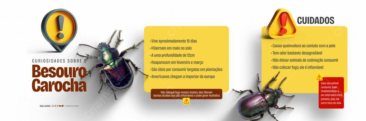 Infográfico Besouro Carocha PSD Editável
