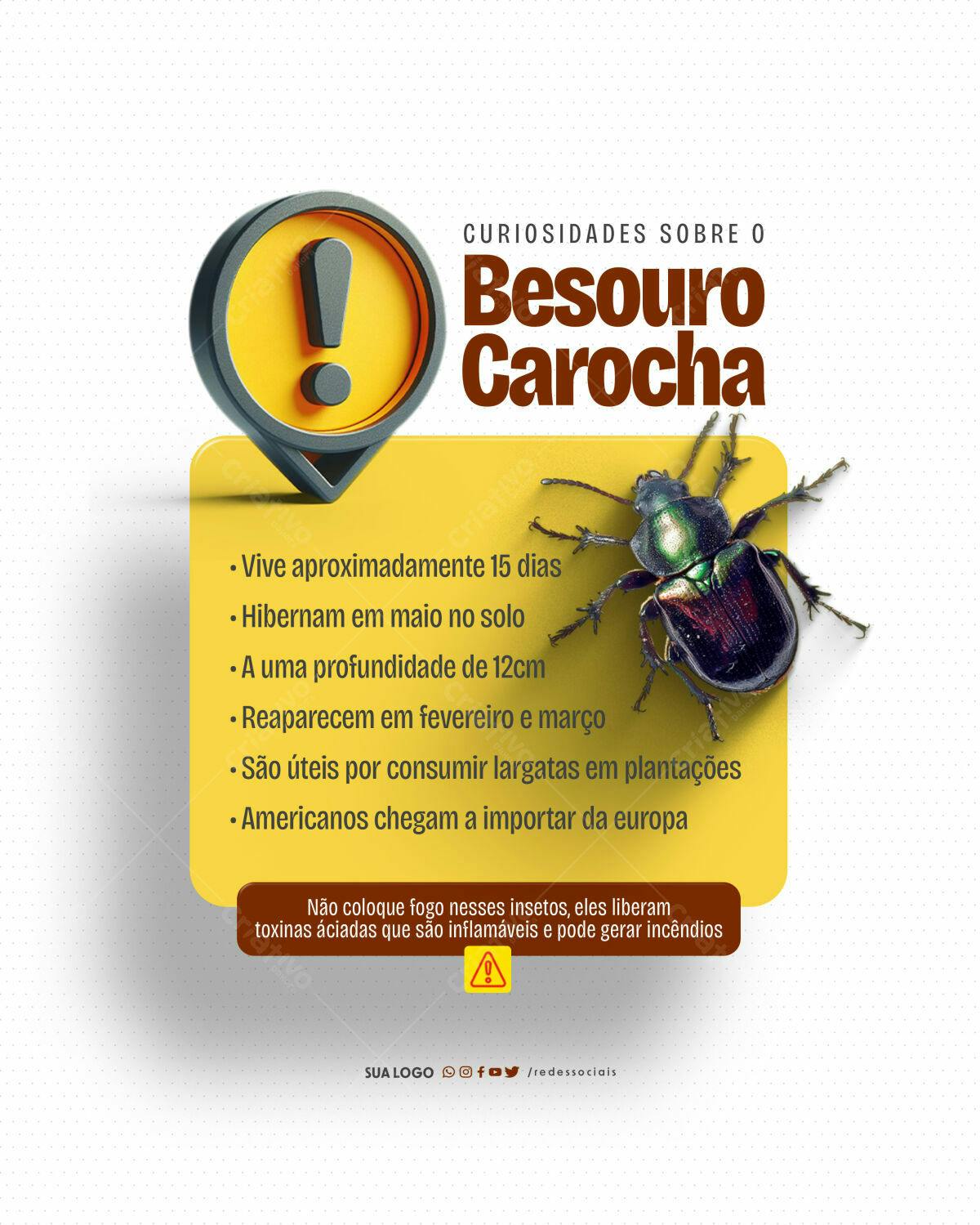 Post para Curiosidades Besouro Carocha PSD Editável