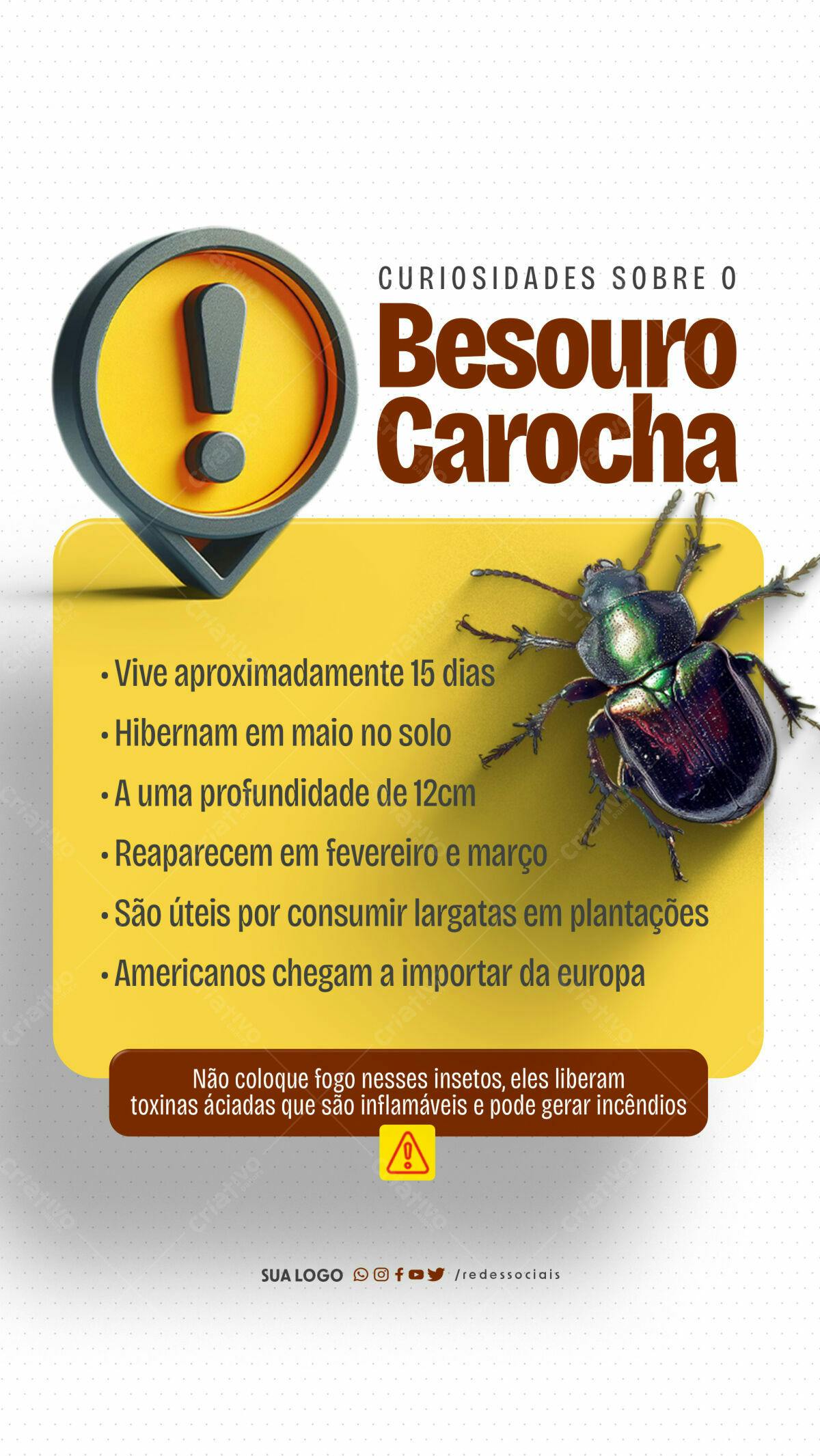 Infográfico Besouro Carocha PSD Editável