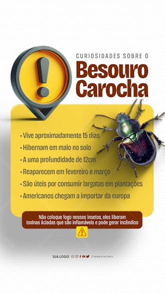 Story besouro carocha curiosidades