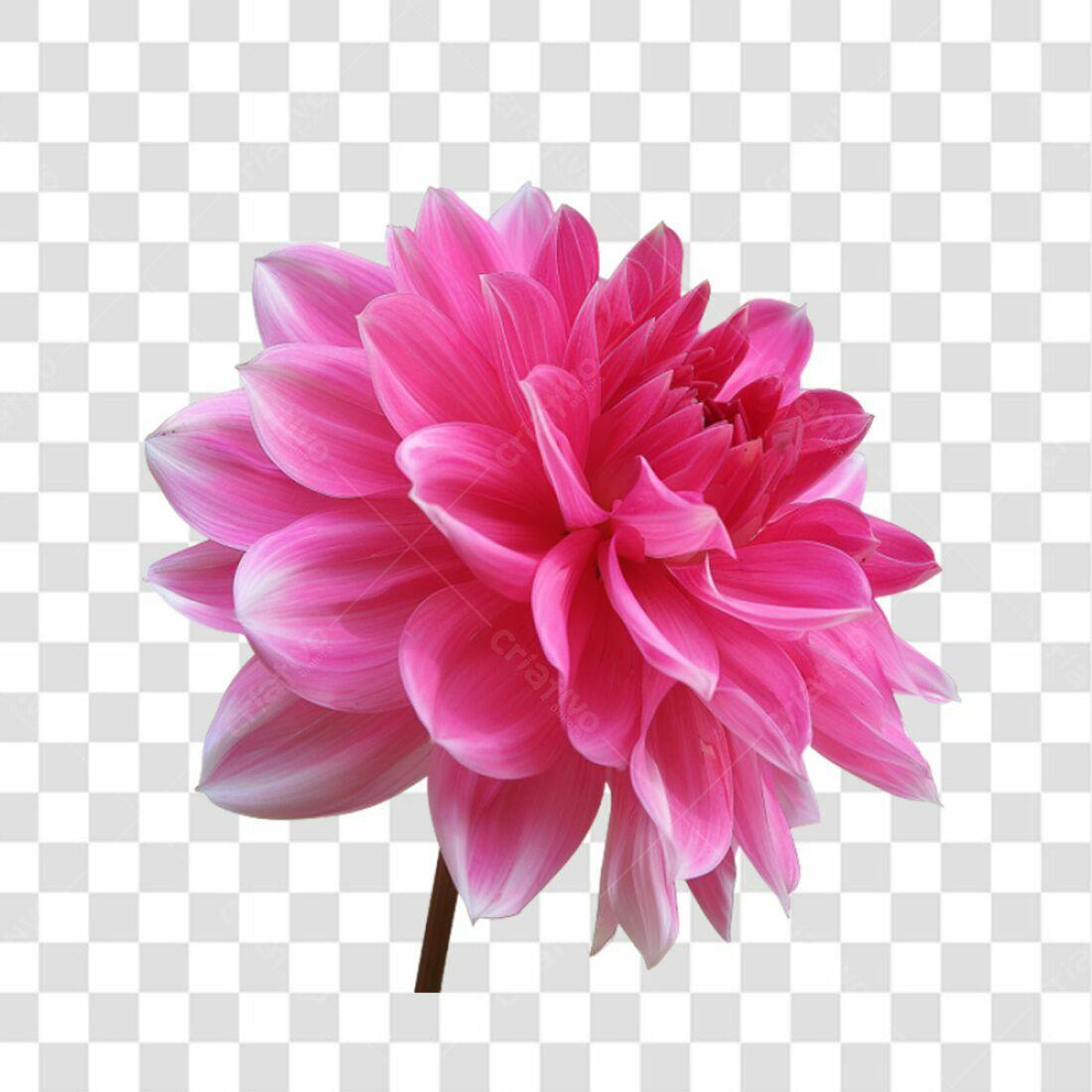 Icone Dahlia Rosa PNG com fundo transparente