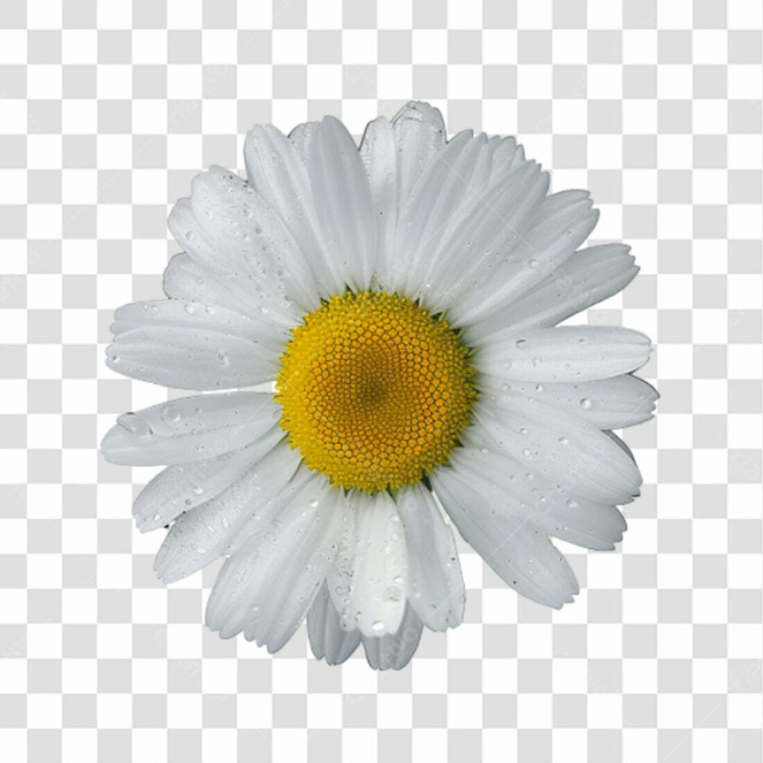 Icone Margarida PNG com fundo transparente