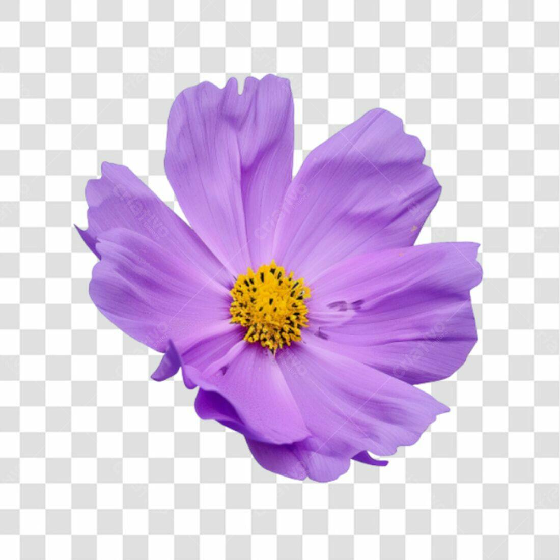 Icone Flor Cosmos Lilás PNG com fundo transparente