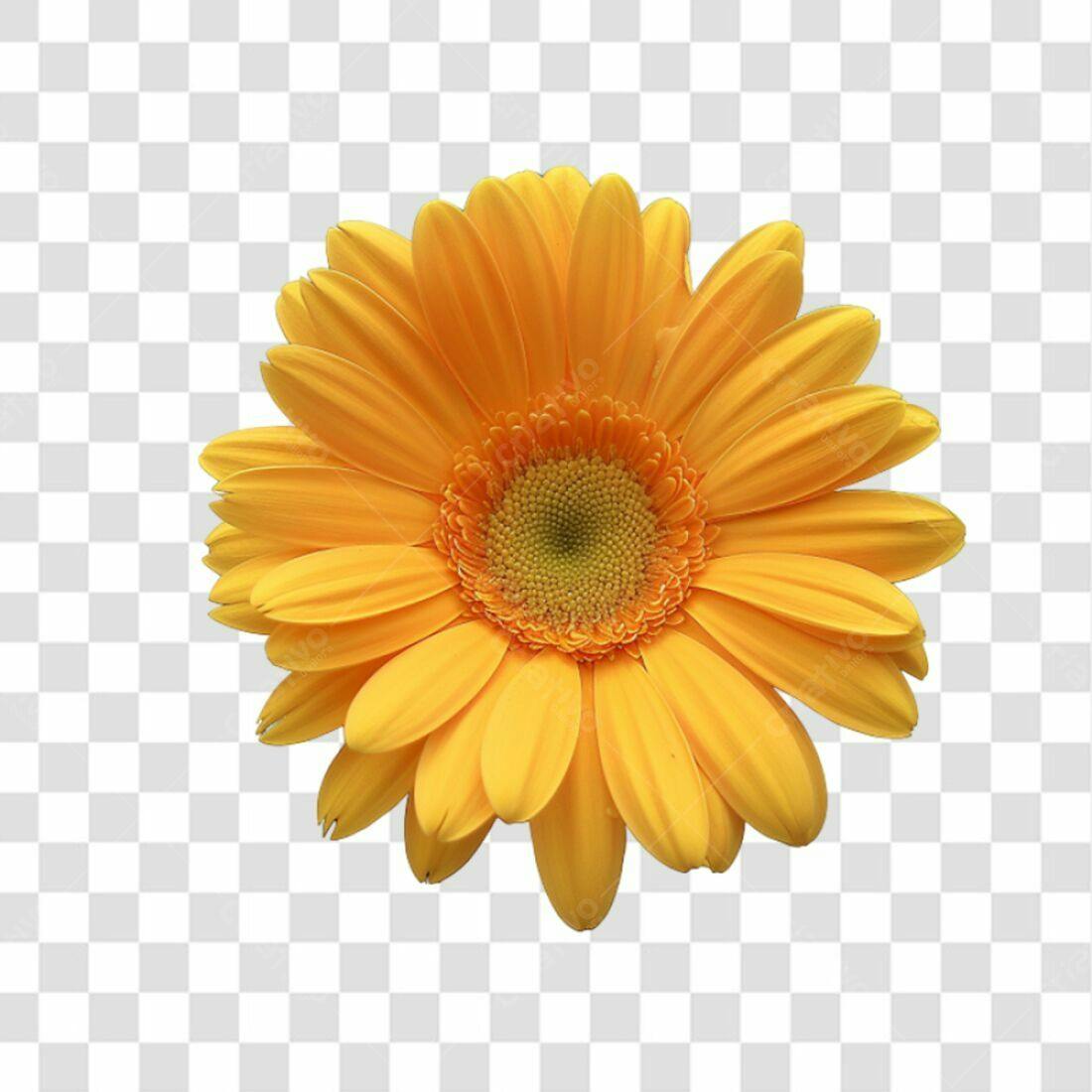 Icone Gerbera Amarela PNG com fundo transparente