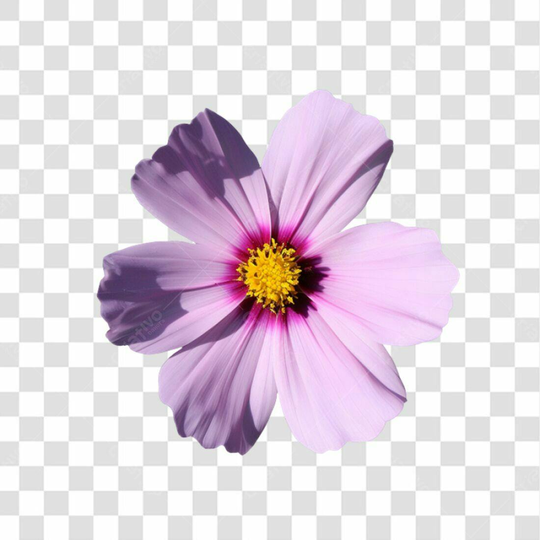 Icone Flor Cosmos Lilás PNG com fundo transparente