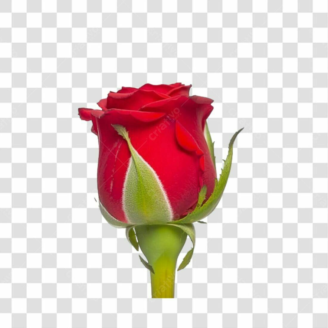 Icone Rosa Vermelha PNG com fundo transparente
