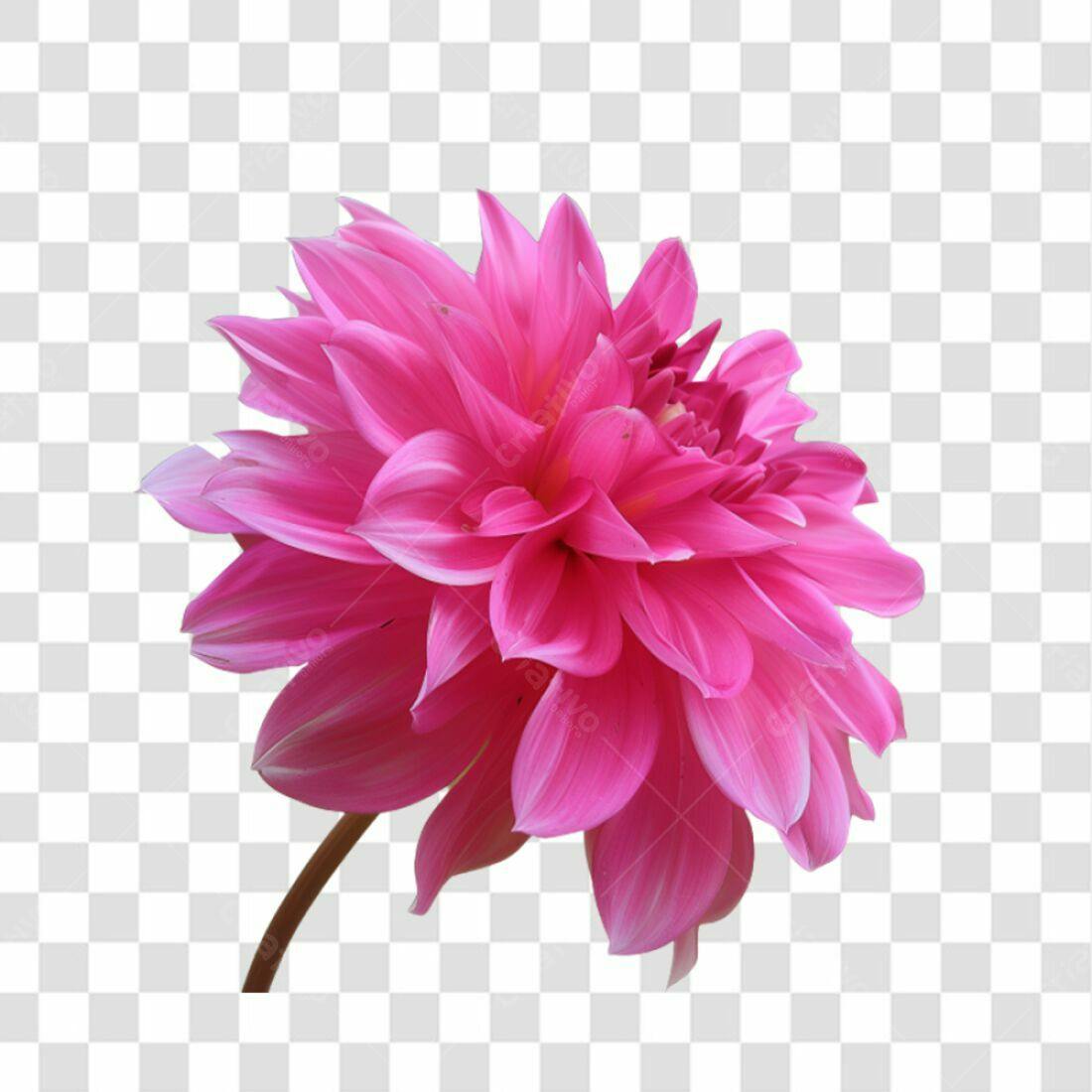 Icone Dahlia Rosa PNG com fundo transparente