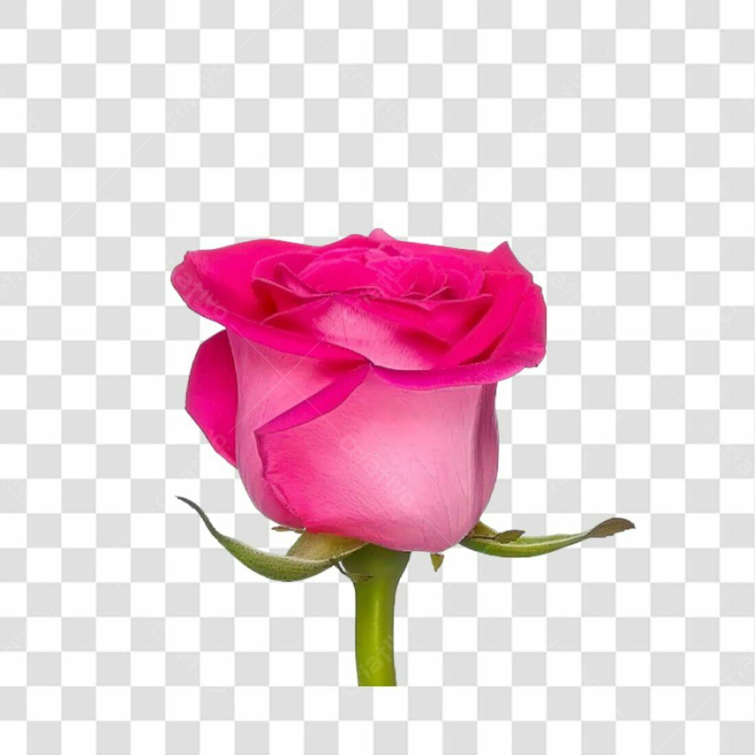 Icone Rosa Romântica PNG com fundo transparente