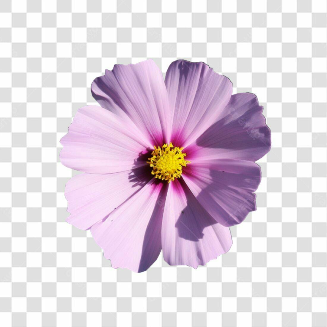 Icone Flor Cosmos Lilás PNG com fundo transparente