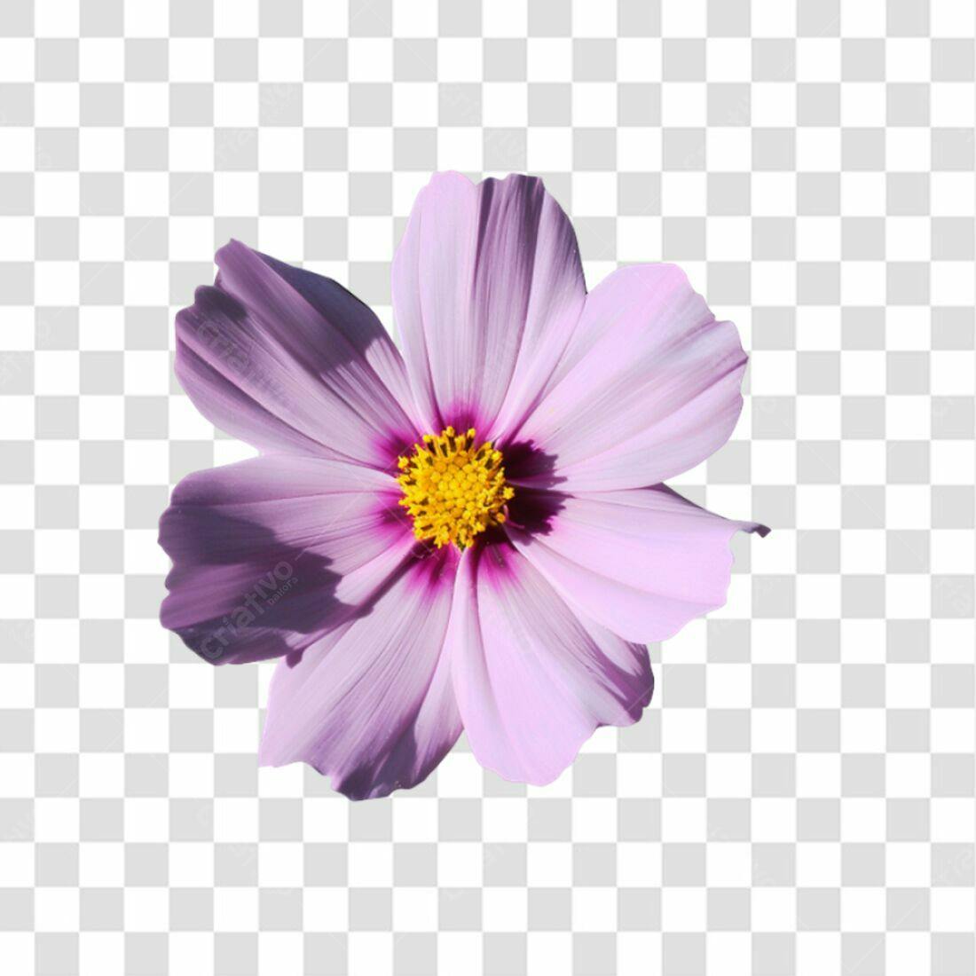 Icone Flor Cosmos Rosa PNG com fundo transparente