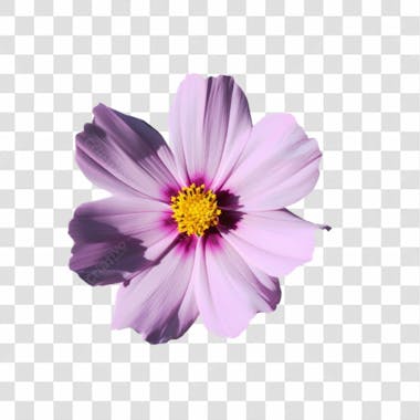 Flores png transparente