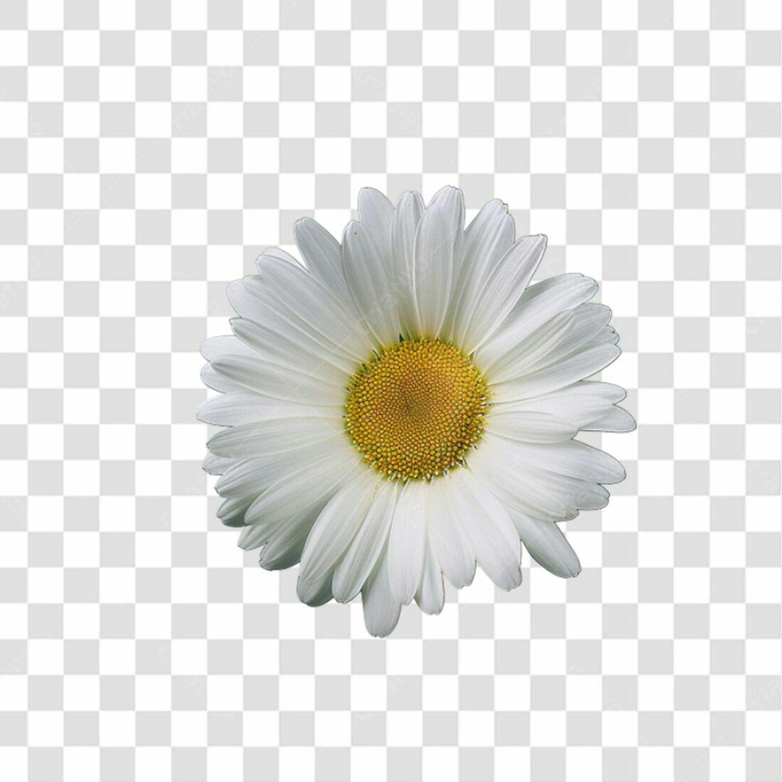Icone margarida branca PNG com fundo transparente