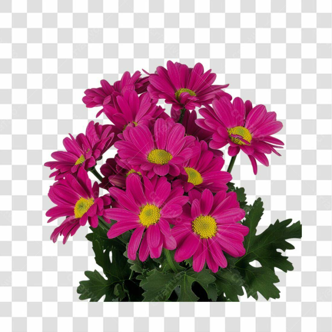 Imagens de Flores Rosas PNG com fundo transparente