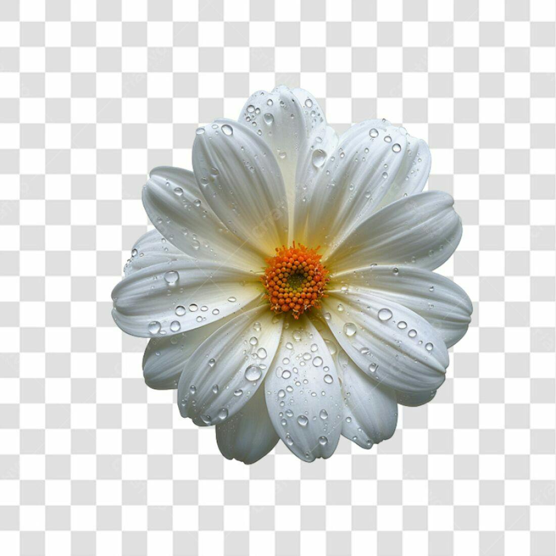 Icone Margarida gotas PNG com fundo transparente