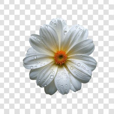 Flores png transparente