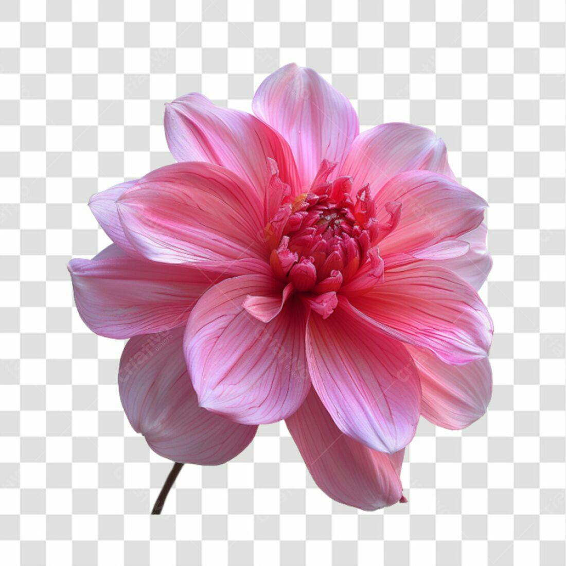 Icone Dahlia Rosa PNG com fundo transparente