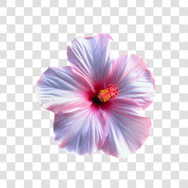 Flores png transparente