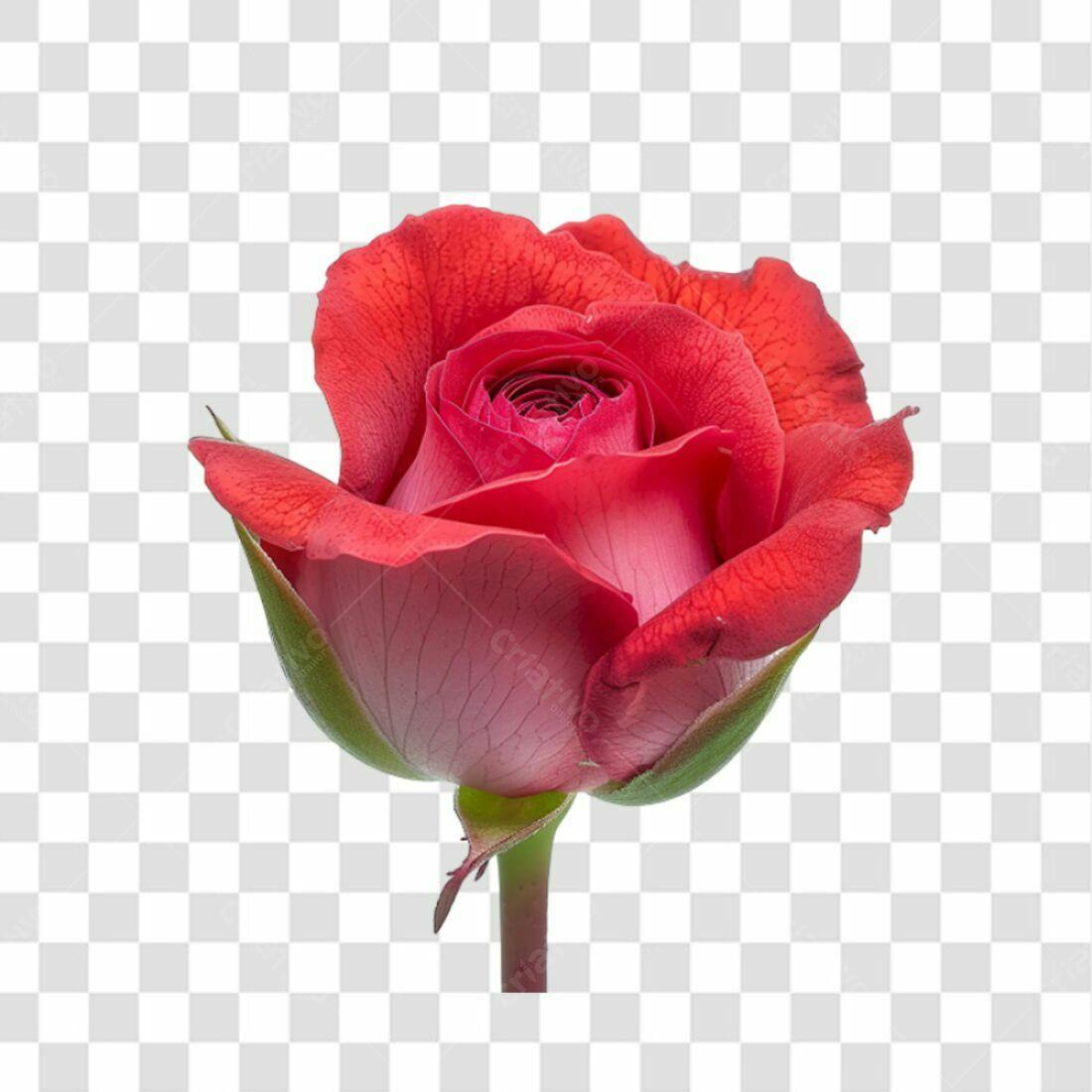 Icone Rosa Vermelha PNG com fundo transparente