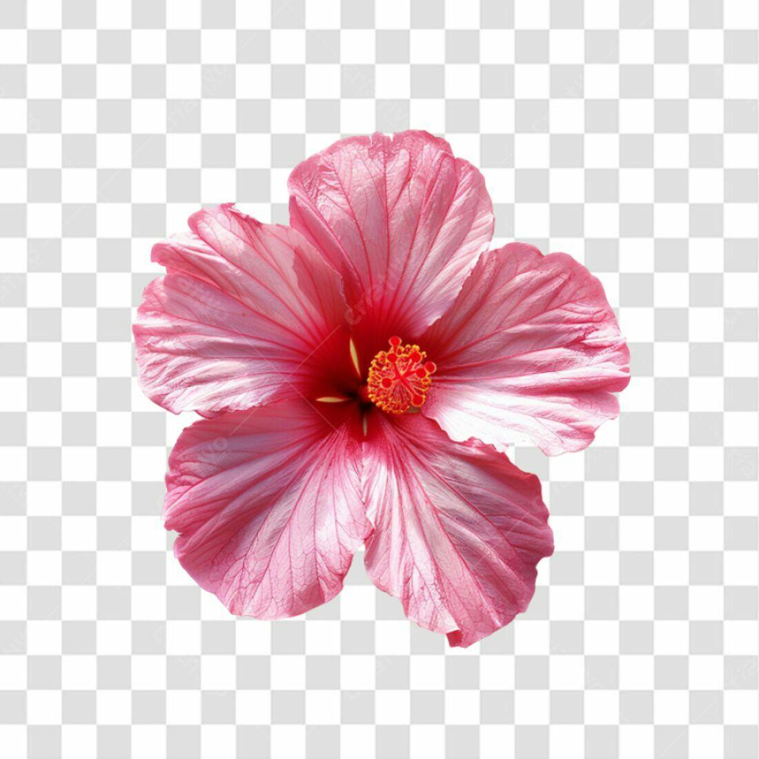 Icone Hibiscus Rosa PNG com fundo transparente