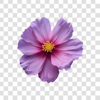 Flores png transparente