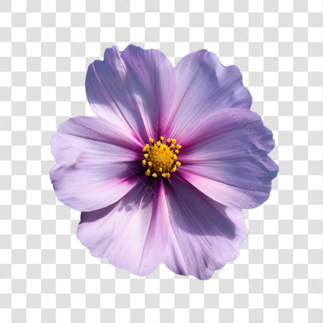 Icone Flor Cosmos Lilás PNG com fundo transparente