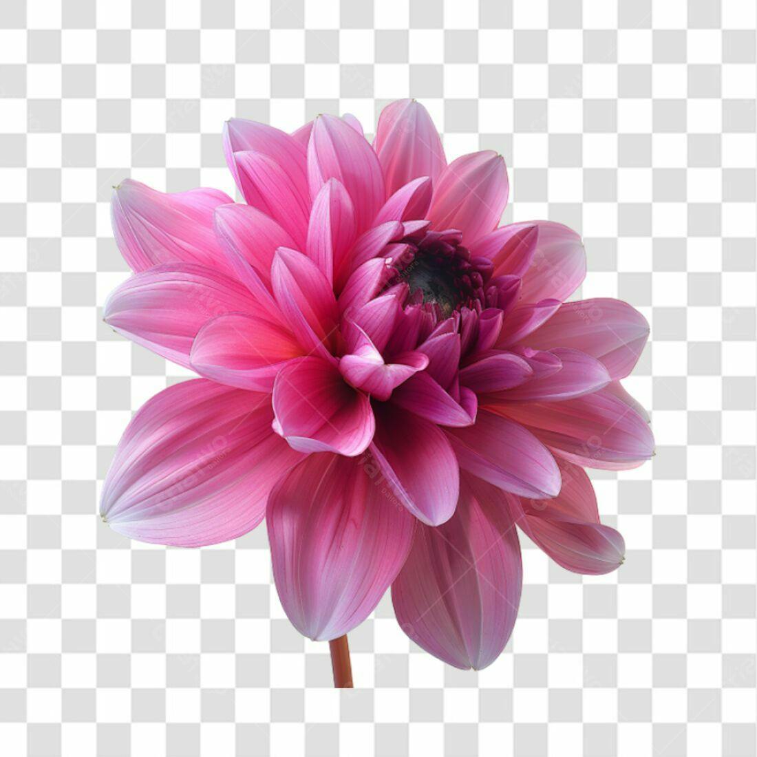 Icone Dahlia Rosa PNG com fundo transparente