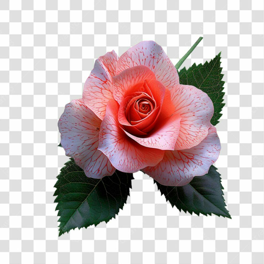 Icone Rosa Romântica PNG com fundo transparente