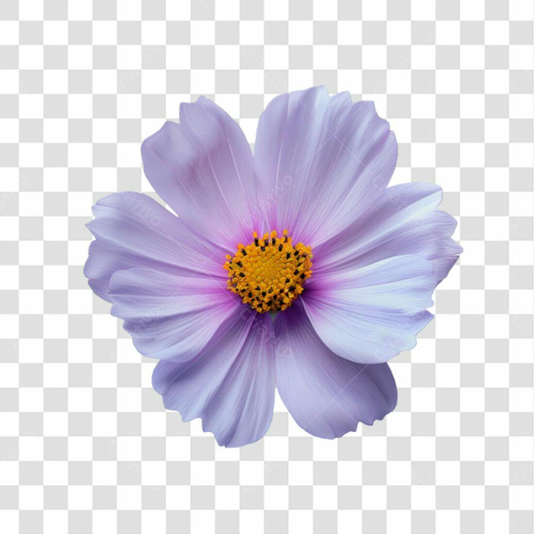 Icone Flor Cosmos Lilás PNG com fundo transparente