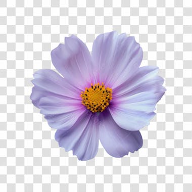 Flores png transparente